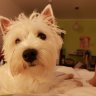 bellabobby