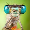 1stDragonfly