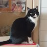 Farmcat2021