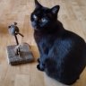 Farmcat2022