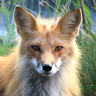 fuchs031975