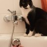 TurboCat23