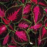 Millys_Farm_25