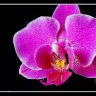 orchidee1951