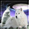 wolfman24
