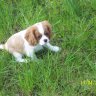 Cavaliermax