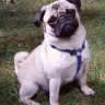 Frau_Mops