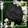 RoseSchwarz