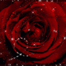 -RedRose33-