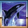 orca75