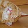 Paulikater