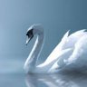snowhite
