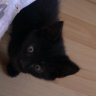 momo58kater