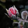 eisrose1951