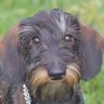 fenja.wuff