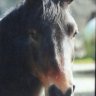 birgit1307