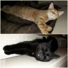 -Cat1975-