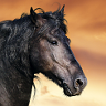 -PferdeRanch-