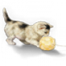 kätzchen70