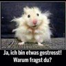 VFB.STUTTGART