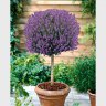 ♥Lavendel♥