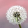 Pusteblume15