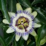-busybee69-