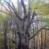 BertHeerbeet