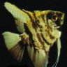 aquariumskalar1