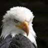 Winteradler78