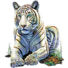 Tiger19581