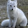 *Polarfuchs*