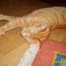 bobbytom
