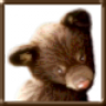 BauerBär.harem