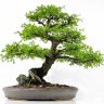 Bonsai1963
