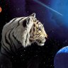 Nighttiger
