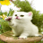 Miezekatze67