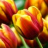 Dietulpe66