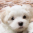 Augy