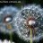 -dandelion-1