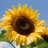 *Sunshine*
