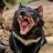 =TasmanianDevil=