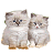 Puschel*