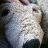 Kroki_Crom1099