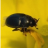 Rapskäfer