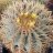 ferocactus