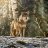 Wolfsland