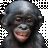 bonobo1968