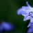 Eidernixe