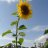 Sonnenschein44678